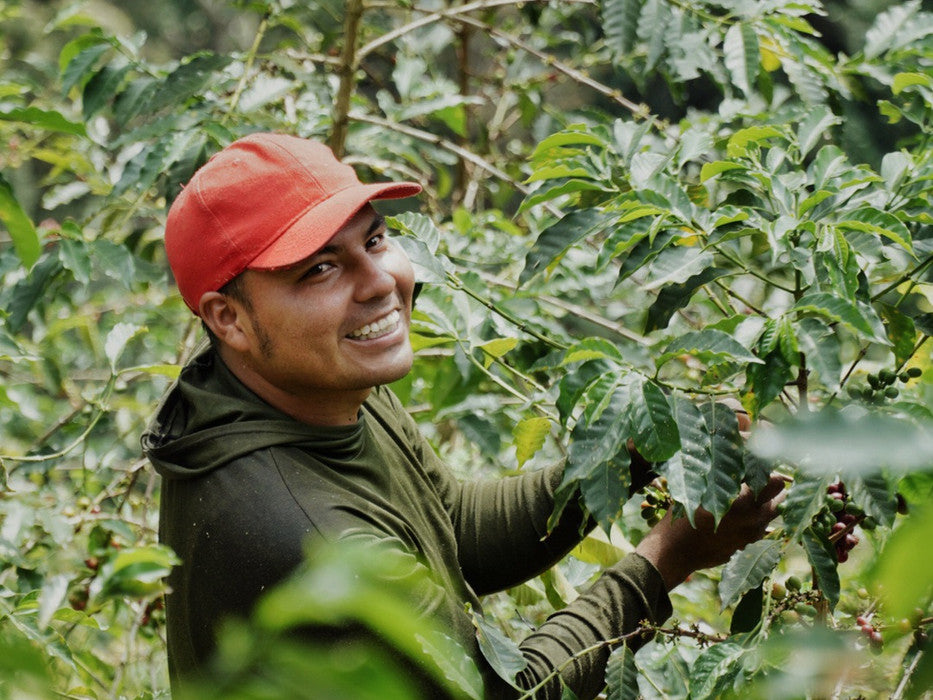 Decaf Before Death - Nogales - Fresa Kalo Decaf (100g)