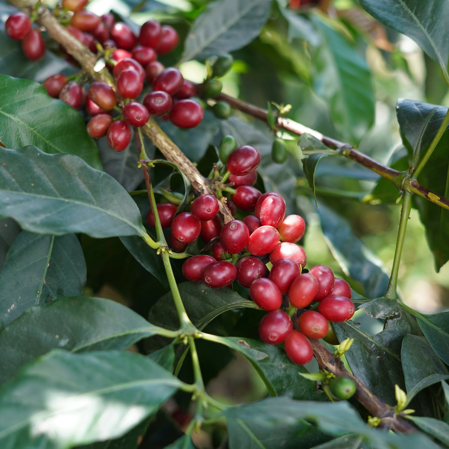 Monogram - Granja Paraiso 92 Decaf (300g)