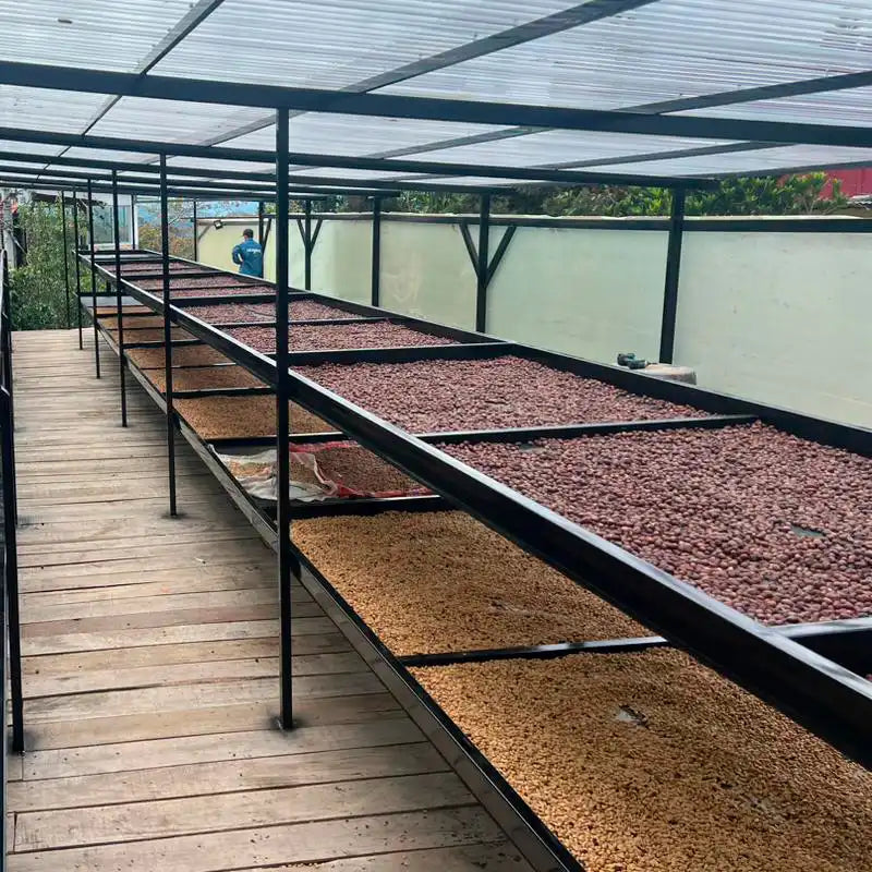 Decaf Before Death - Los Nogales Caturra (Low-caf) (100g)