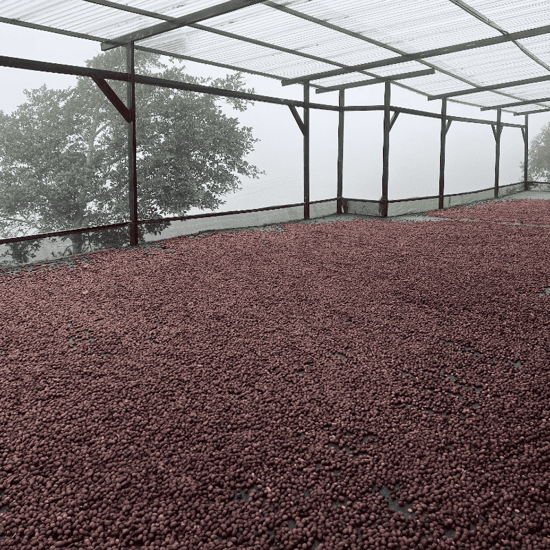 Decaf Before Death - Los Nogales Caturra (Low-caf) (100g)