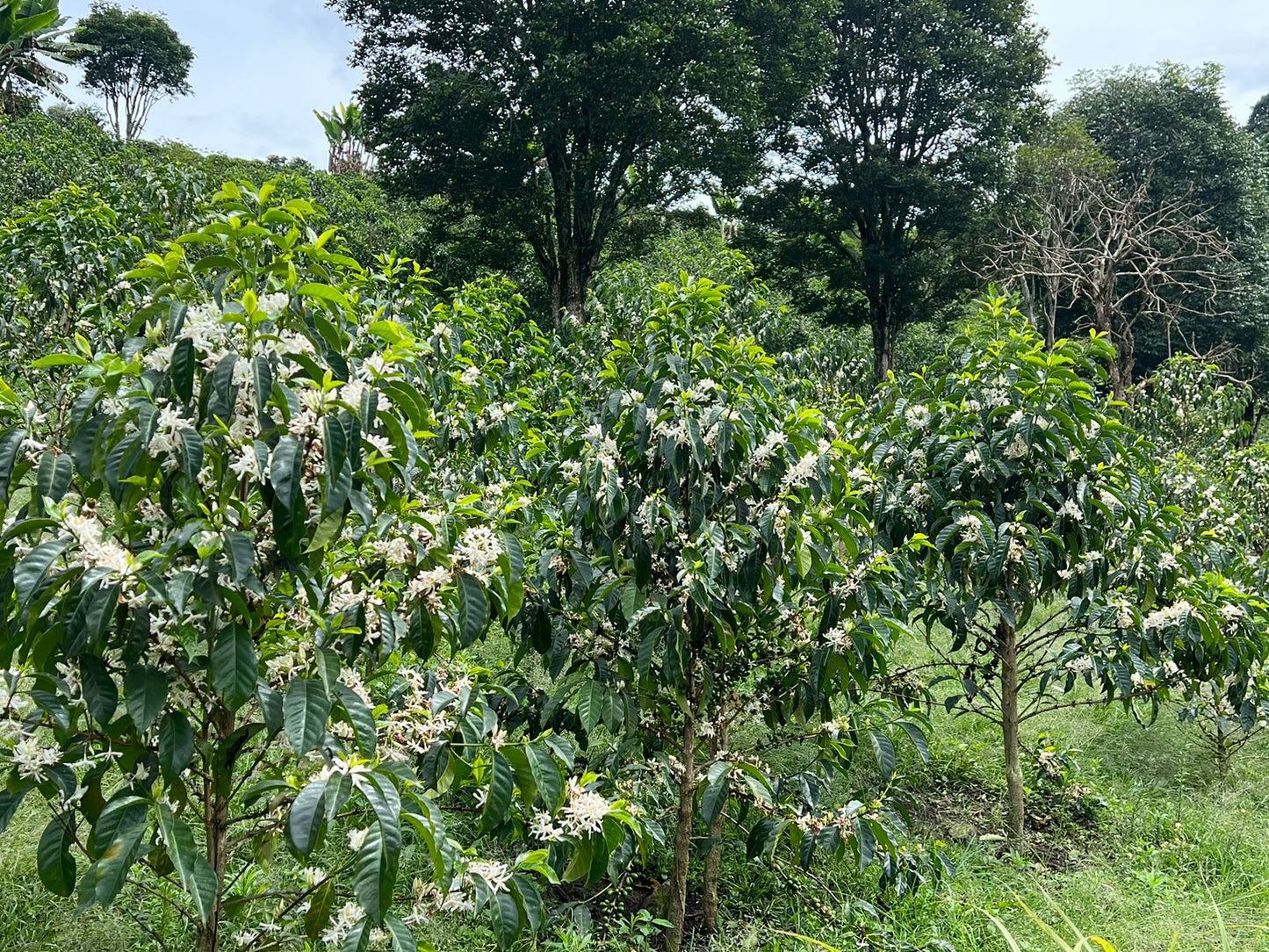 Atmans - Identity Preserved Decaf (250g)