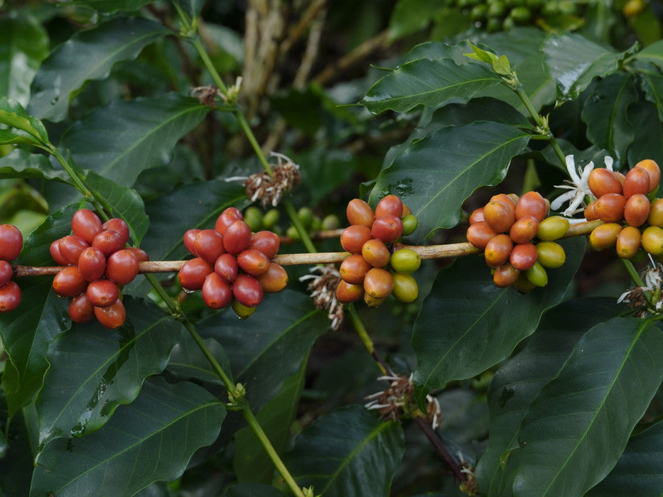 Decaf Before Death - Nogales - Fresa Kalo Decaf (100g)