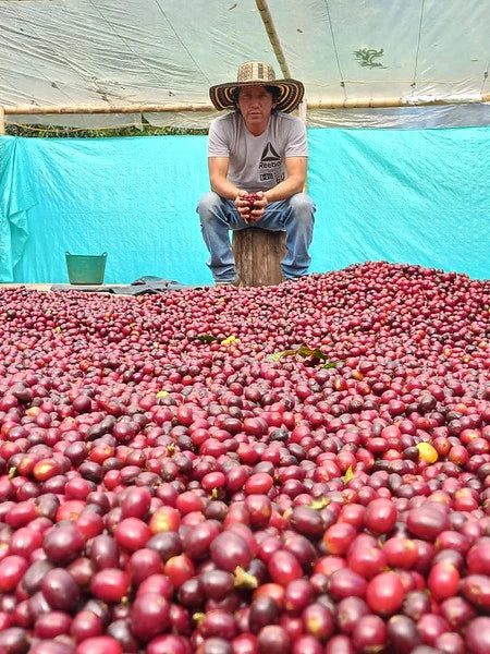 Decaf Before Death - Atunkaa Decaf 2025 (100g)