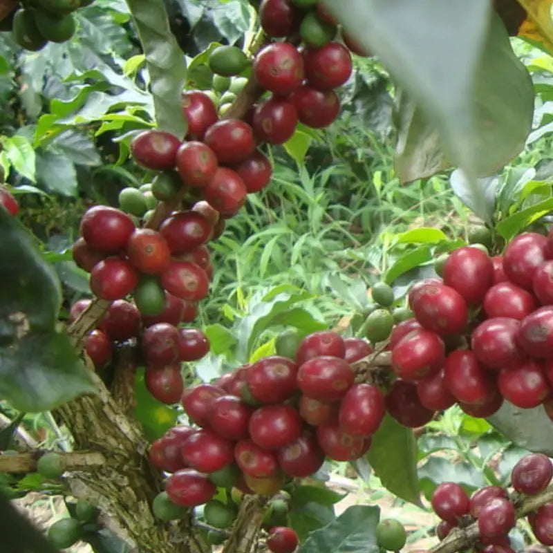 Decaf Before Death - Los Nogales Caturra (Low-caf) (100g)