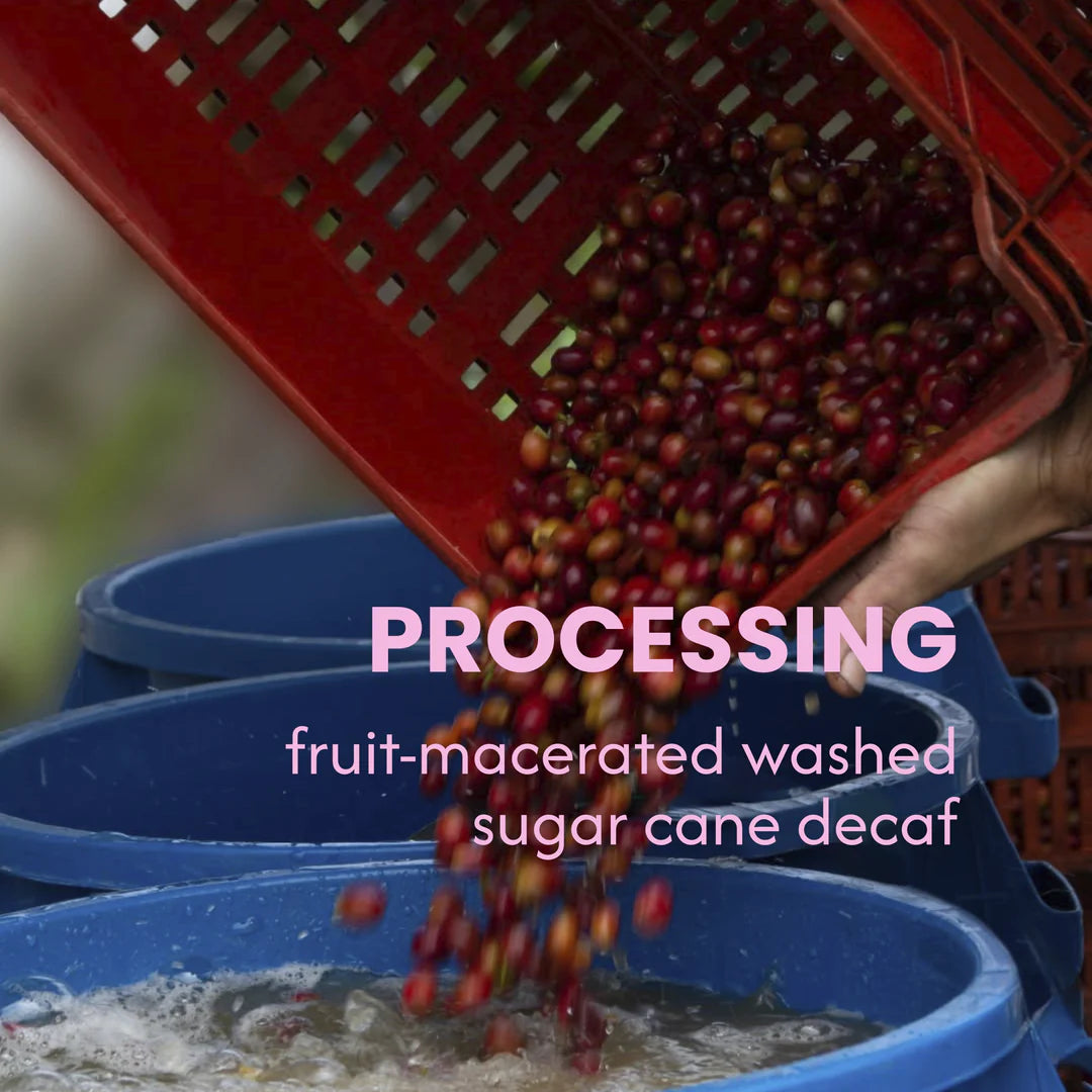 D Stands For Decaf - Sweet Momelo (200g)