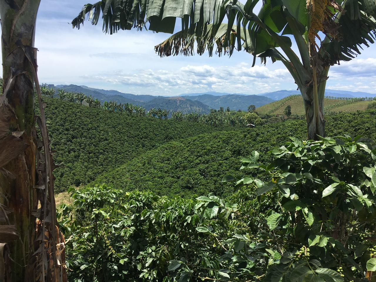 September - Rainbow Cocktail - Colombia Decaf (250g)