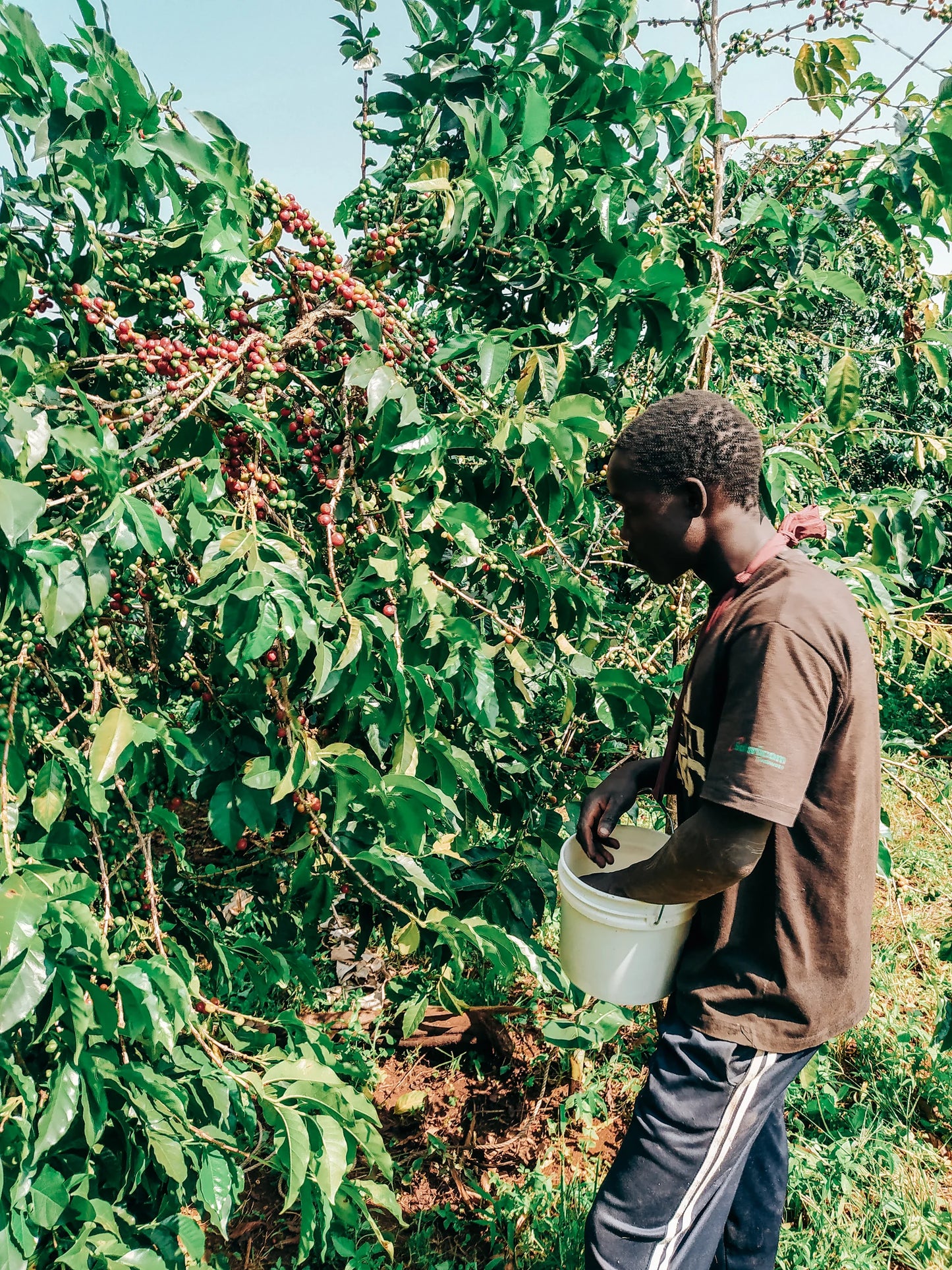 Decaf Before Death -  Kericho County AA Decaf (100g)