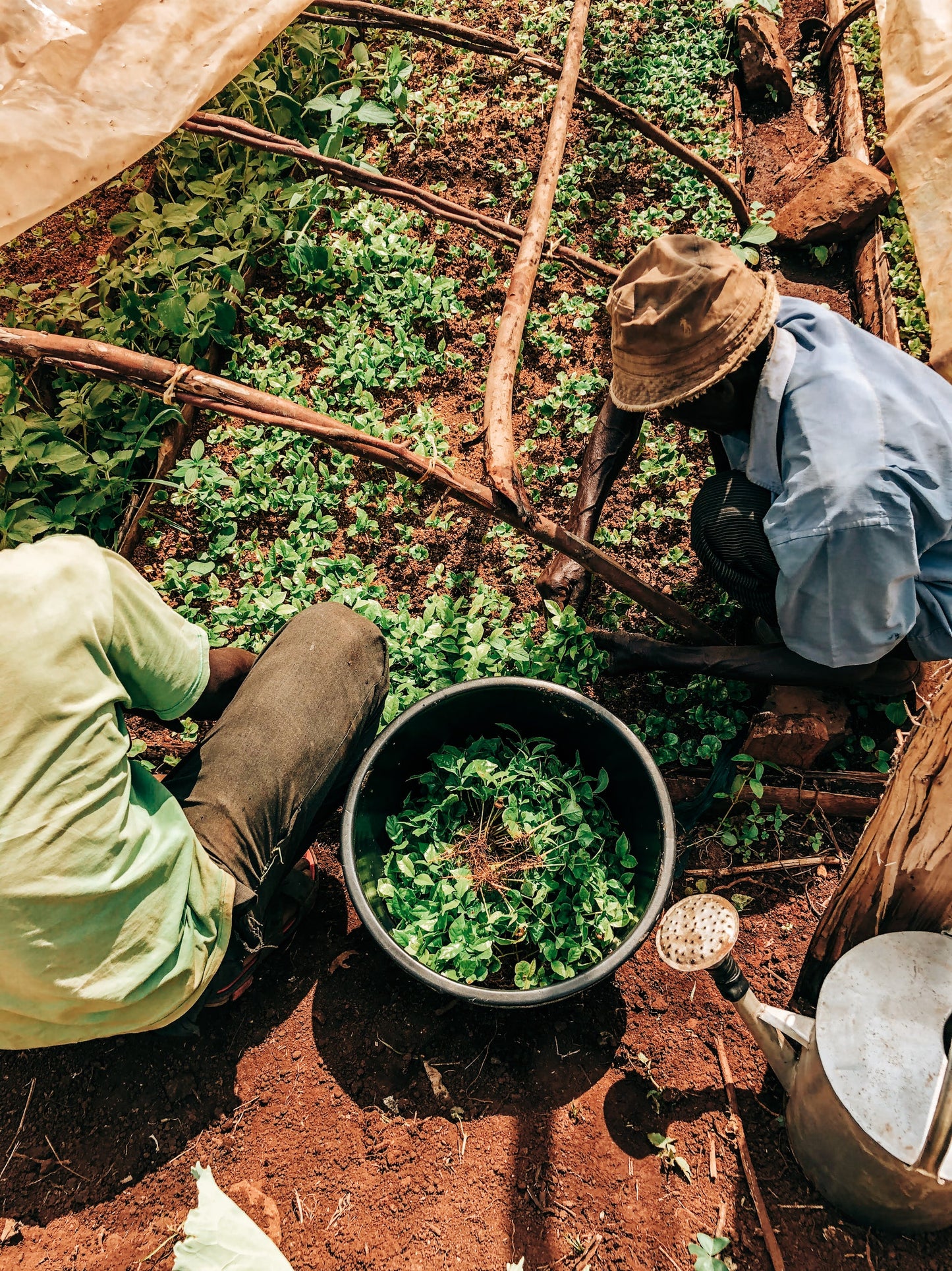 Decaf Before Death -  Kericho County AA Decaf (100g)