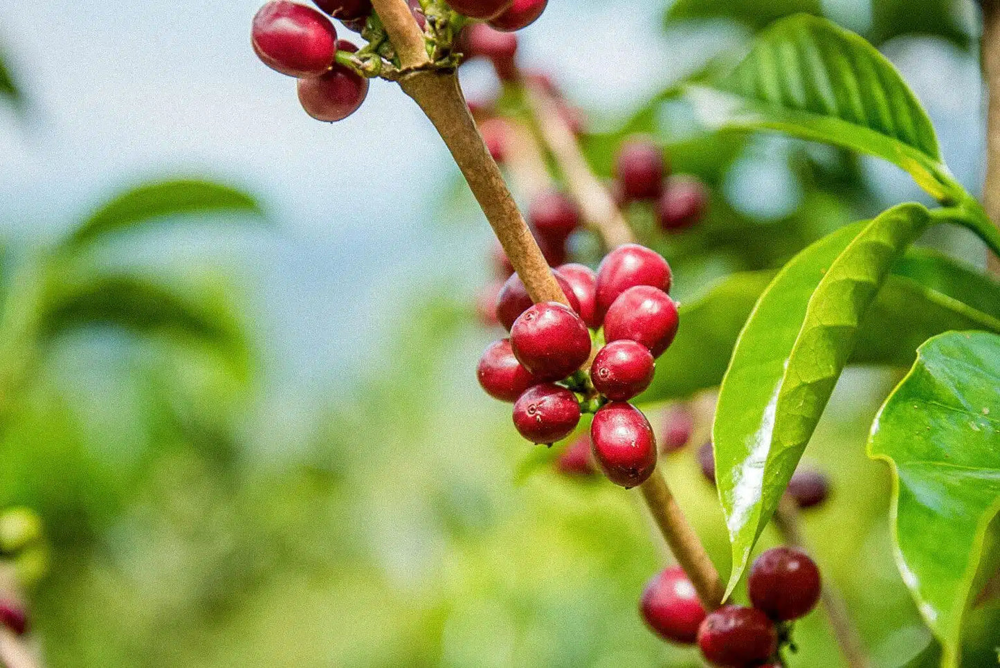 Father's - Diego Samuel Bermudez Anaerobic Decaf (100g)